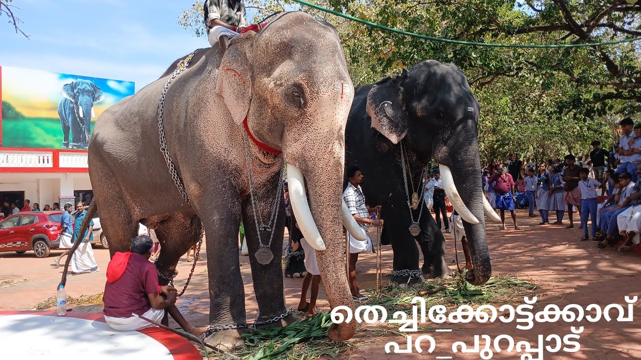 തെച്ചിക്കോട്ട്ക്കാവ് പറപുറപ്പാട് 2025 | Thechikkottukavu Ramachandran|Thechikkottukavu Devidasan|
