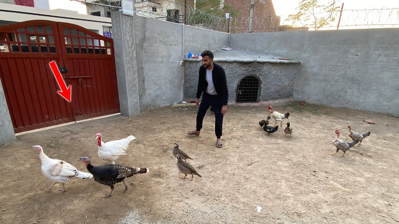Mini Zoo Main Ye Birds Bhi Agaiy🥰