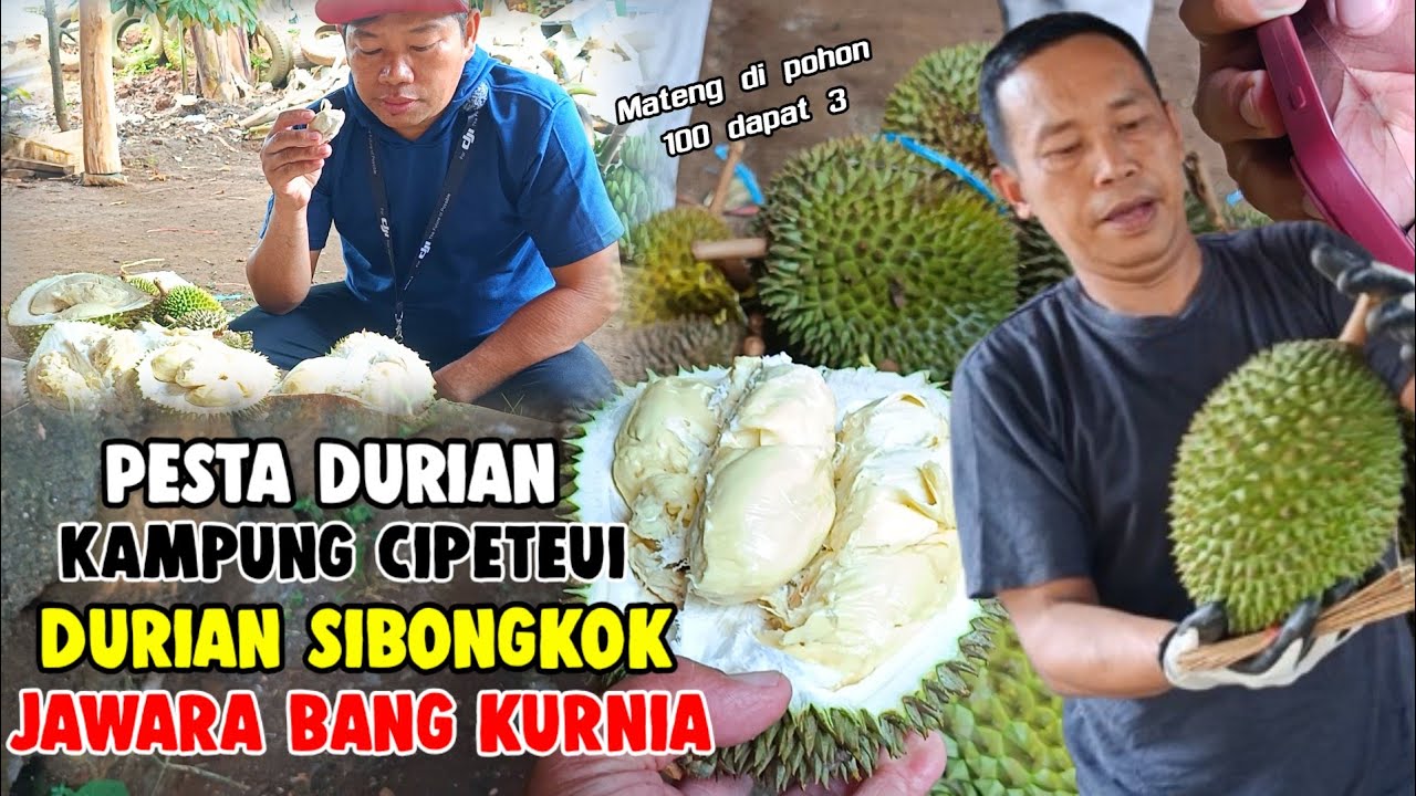 DURIAN SIBONGKOK JAWARA BANG KURNIA❗PESTA DURIAN JONGGOL