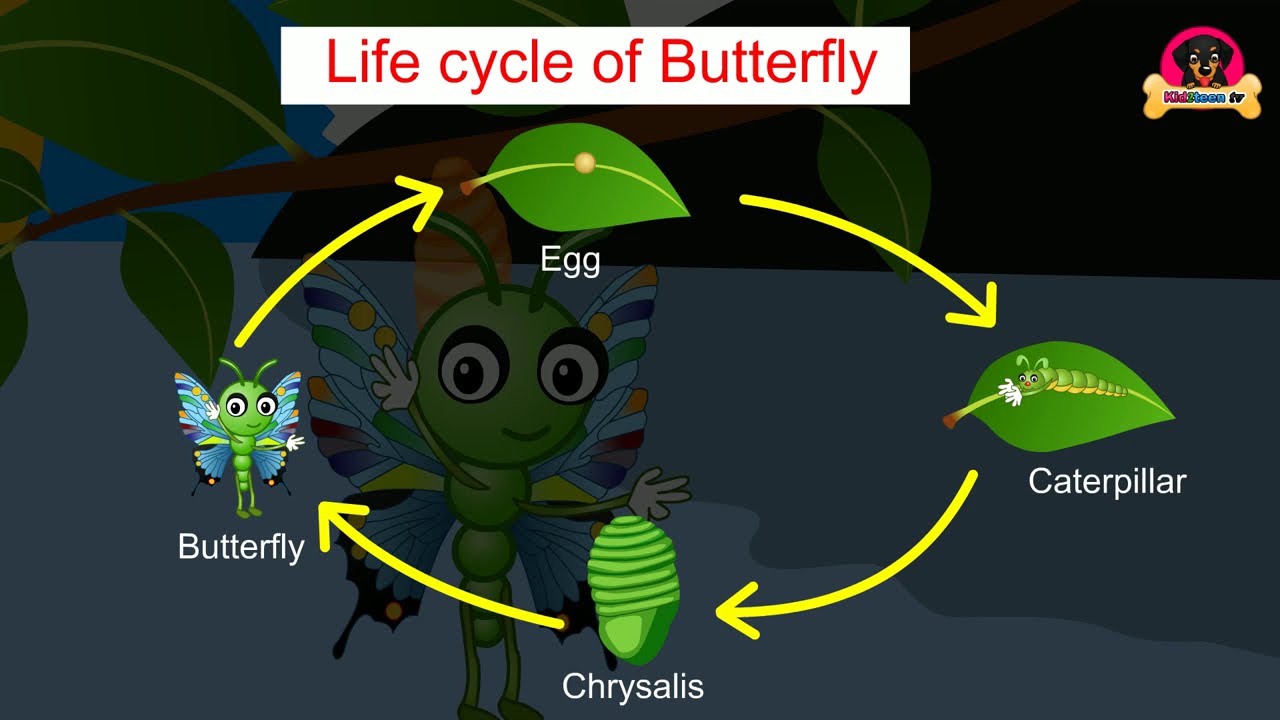 Life Cycle of a Butterfly | Butterfly Cycle |  Educational videos | Kid2teentv