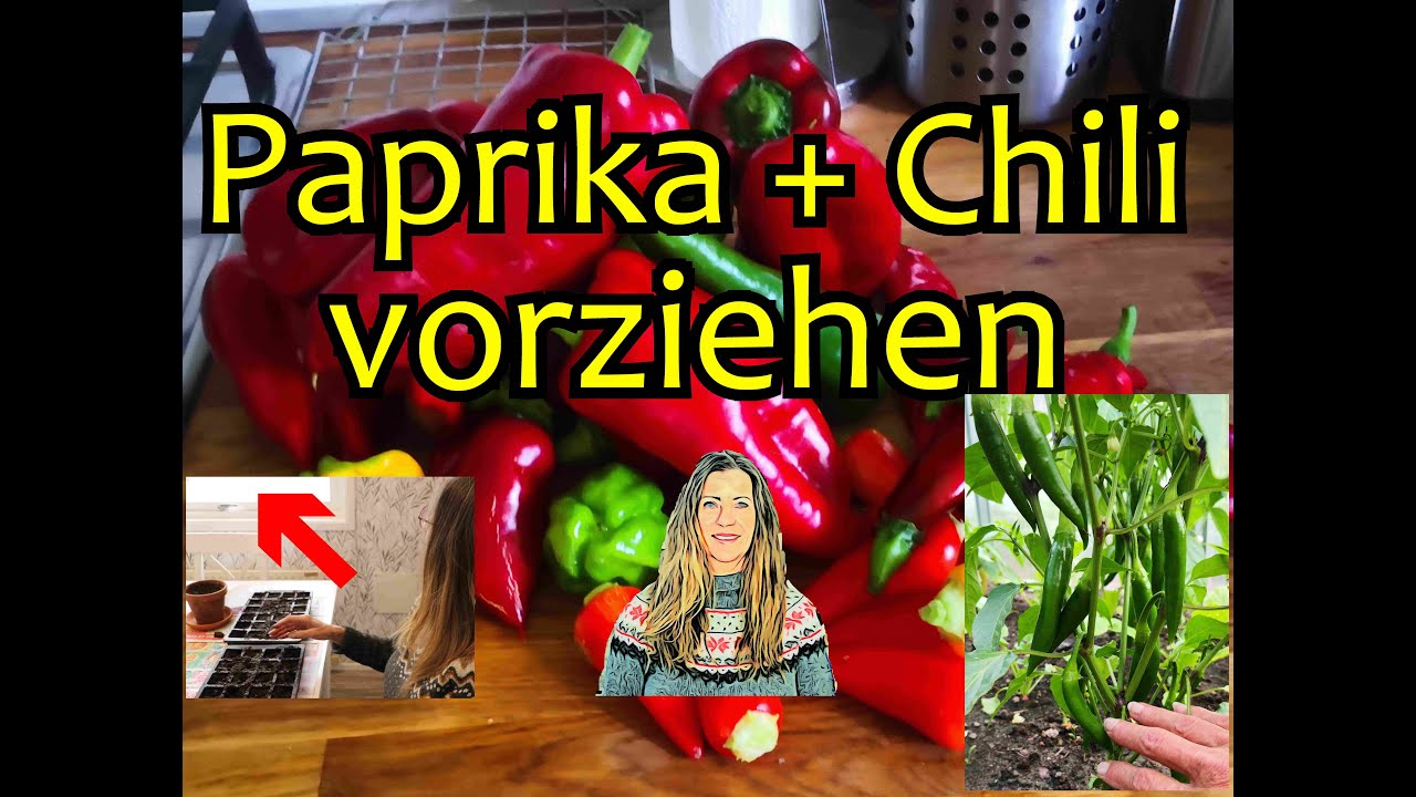 Chili + Paprika vorziehen - wann, wie und was zu berücksichtigen ist