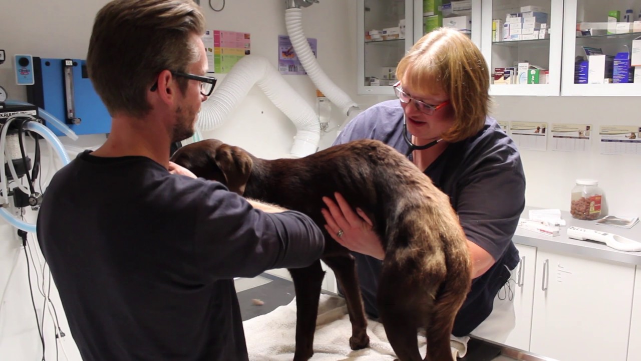Stor dyreværnssag: 25 labradorer reddet