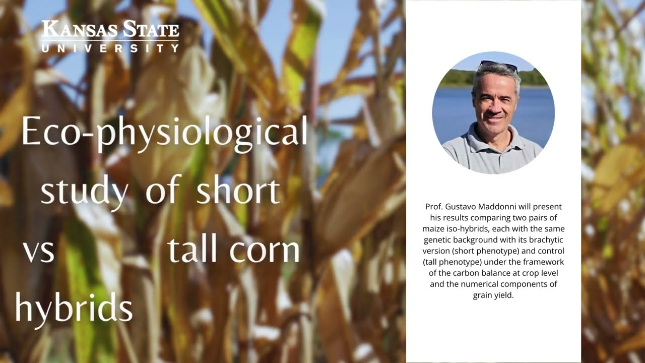 Eco-physiological study of short vs. tall corn hybrids