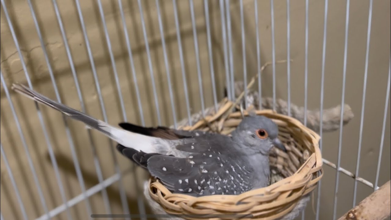 Tórtolitas diamante preparando su nido 🪹 para su tercera nidada .(Diamond Dove construyendo sonido)