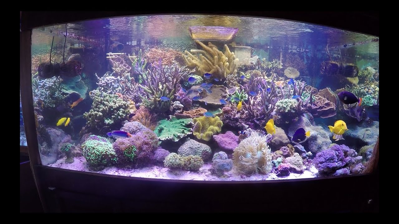 Aquarium Guadalajara||||||🐠🐡