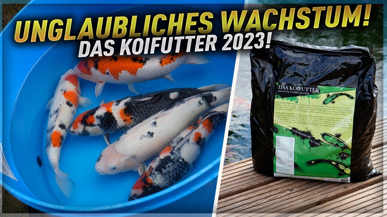 Unglaubliches WACHSTUM - DAS KOIFUTTER 2023!