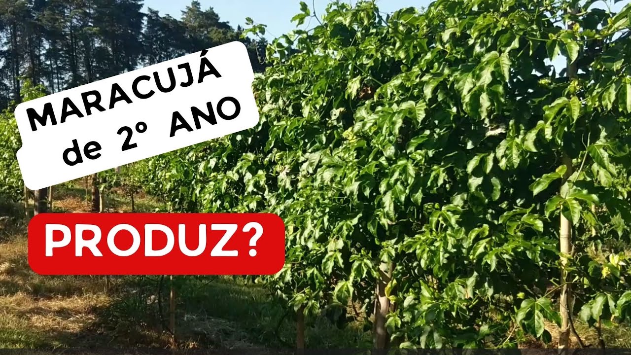 Maracujá de 2º Ano PRODUZ?