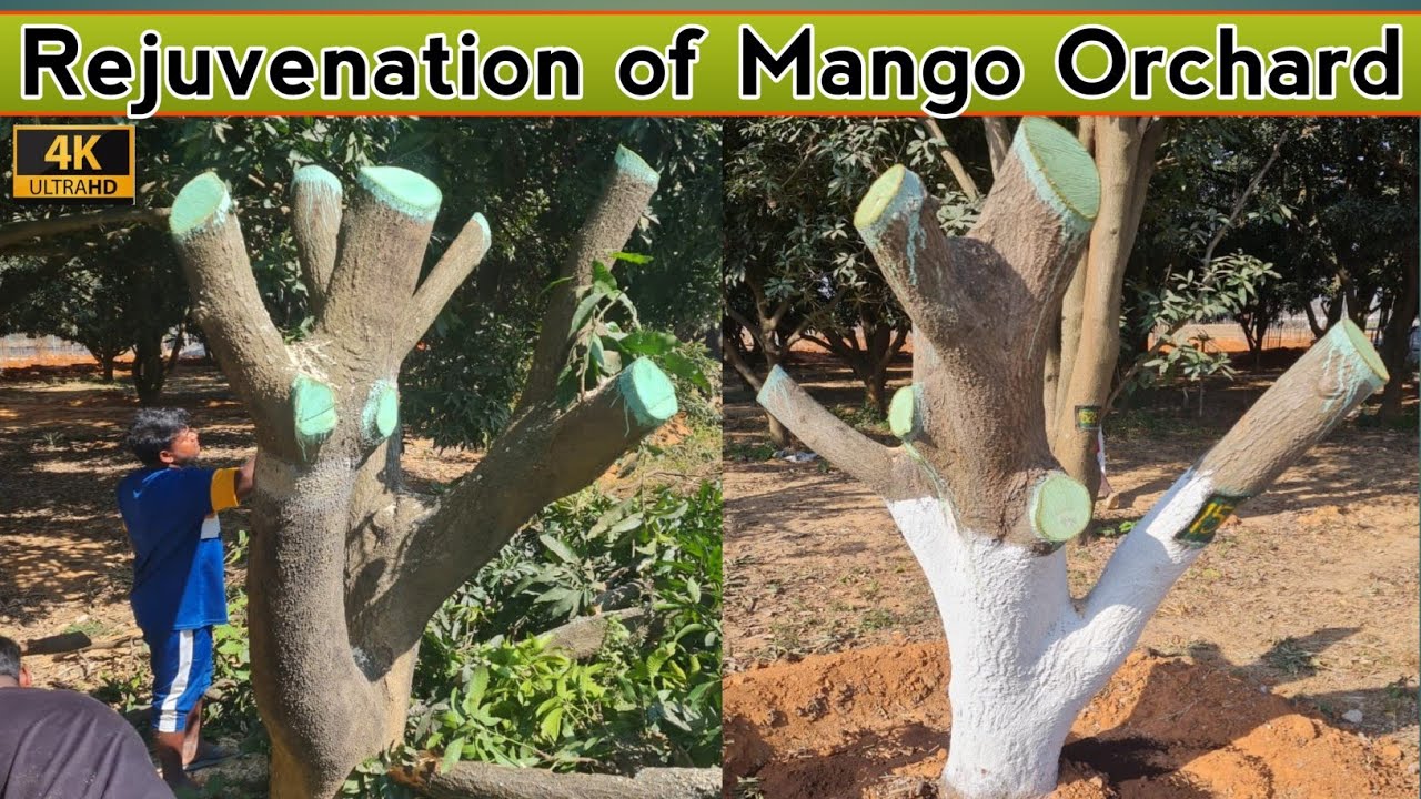 Rejuvenation of Mango Tree | पुराने आम के बागों का पुनरुद्धार | Renew Unproductive Mango orchard