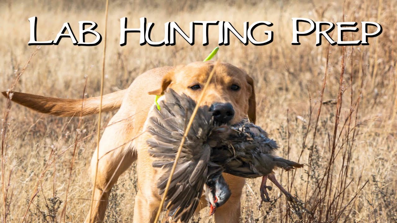 Hunting With Your Lab - Gun Dog Practice Hunt