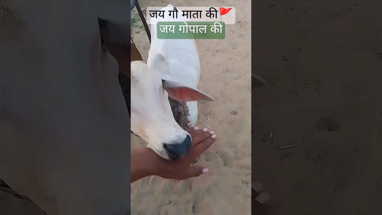 जय गोपाल की //#goumata #gomata #song #cow