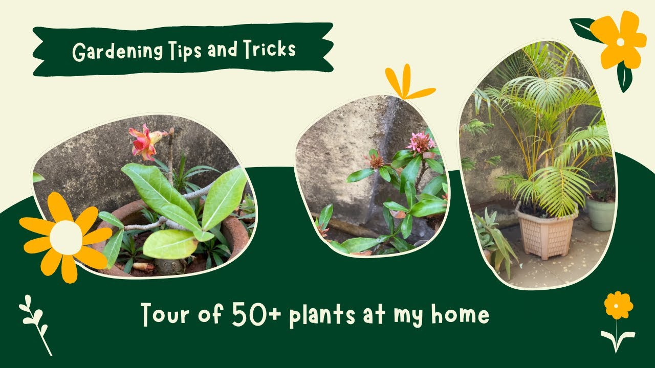 50+ Plants at My Home 🌿 | Plant Tour + Easy Care Tips for Beginners