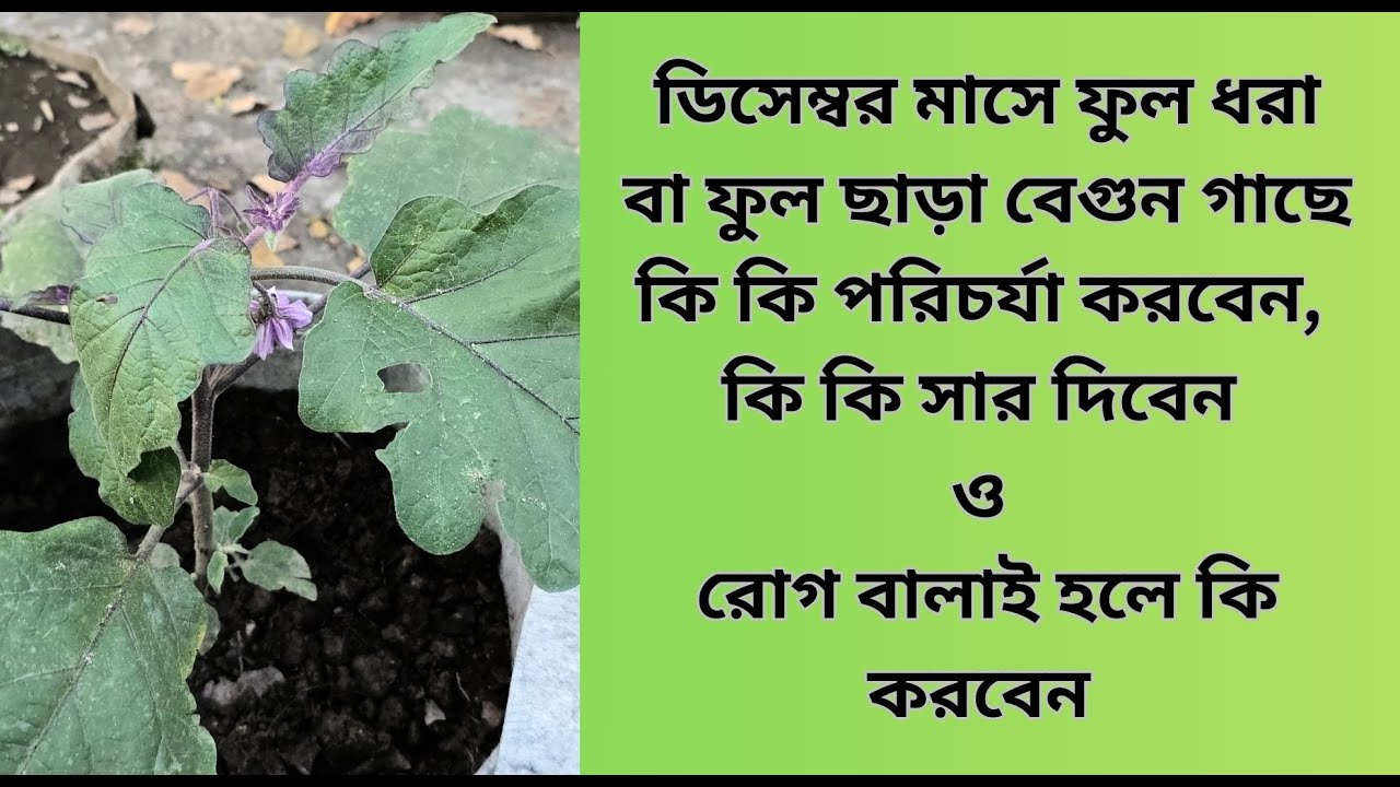 বেগুন গাছে ডিসেম্বর মাসে ফুল আসার পর কী সার ও কীটনাশক দেবেন? | Eggplant Care in December