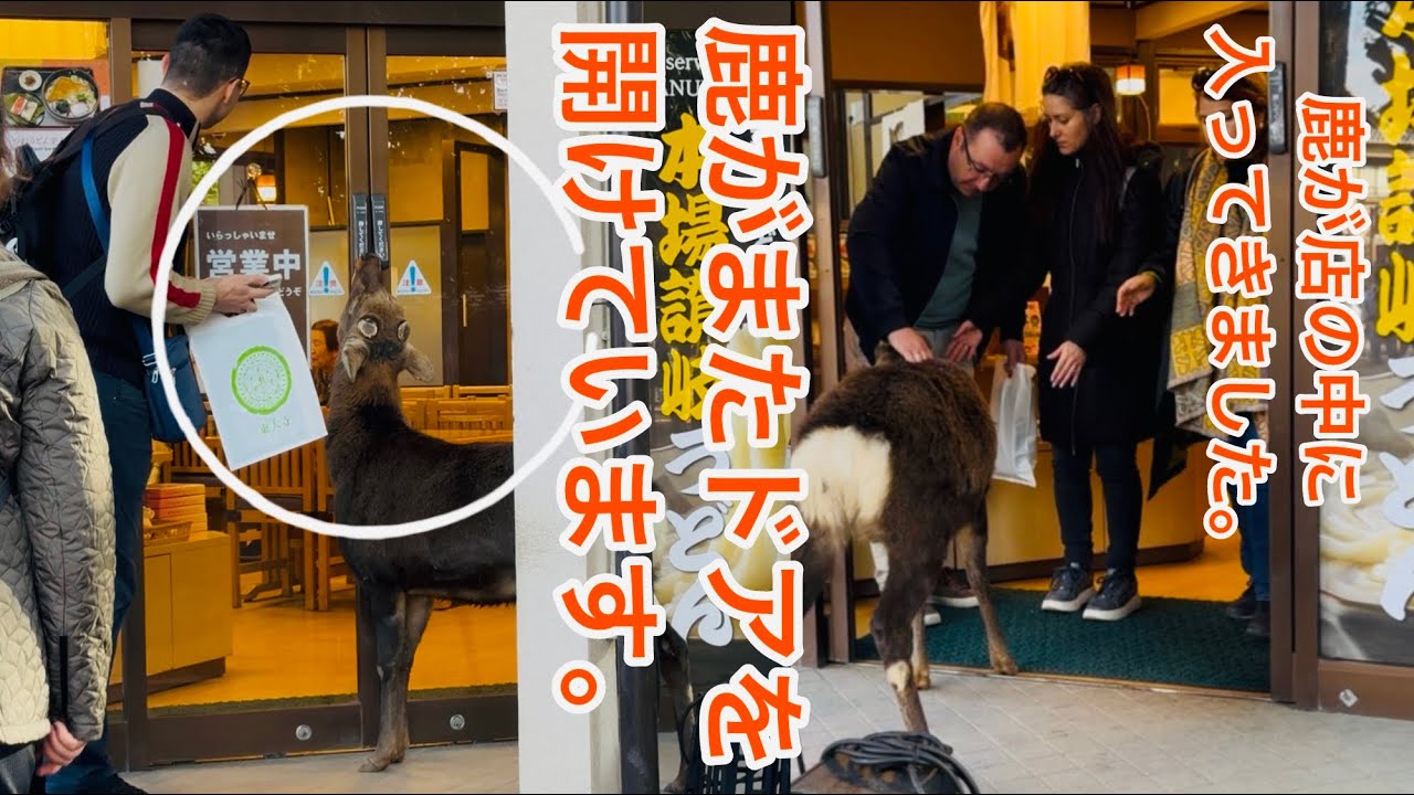鹿がまたドアを 開けています 鹿が店の中に 入ってきました。Nara Park deer 🦌 in japan 