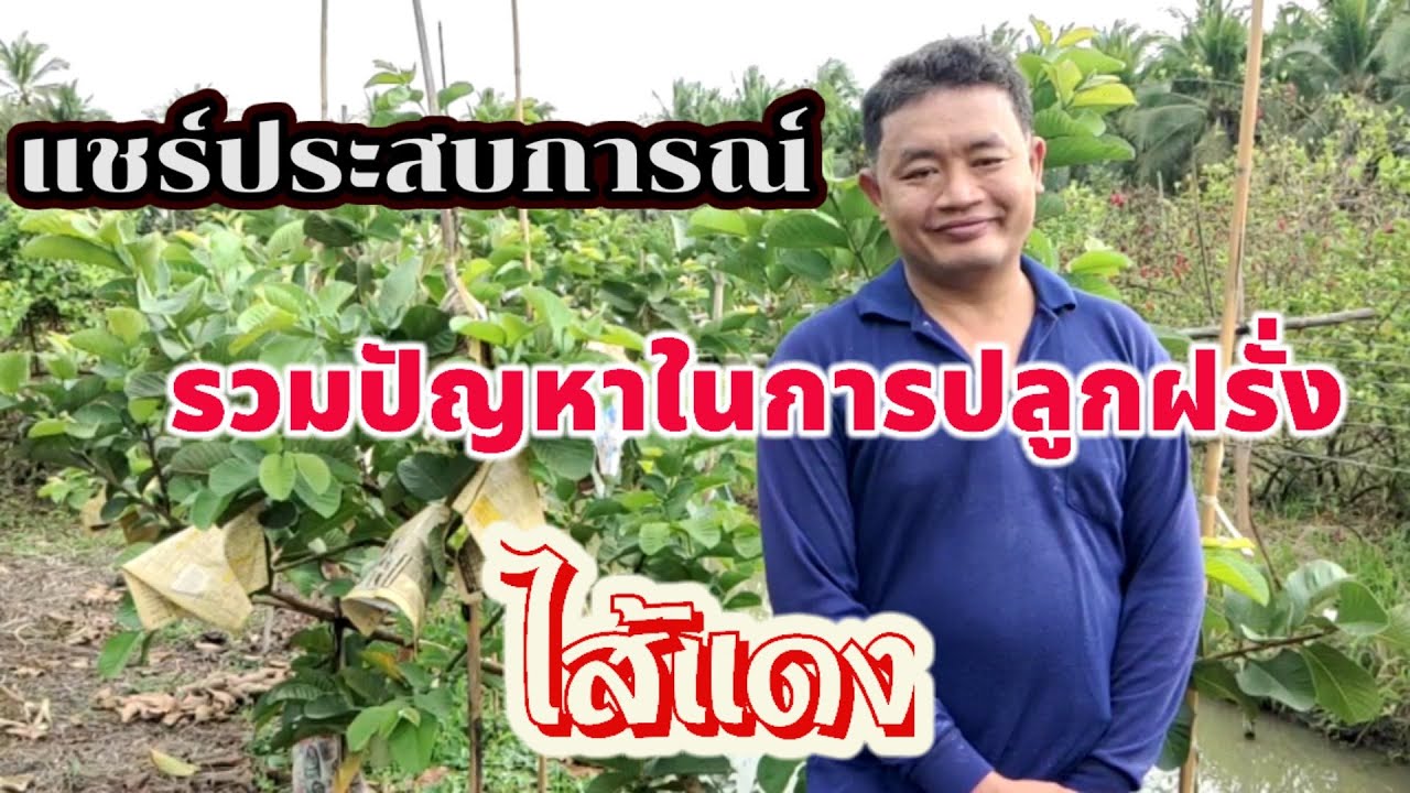 EP.21  เล่าสู่กันฟัง รวมปัญหาที่เจอ ในการปลูกฝรั่งไส้แดง