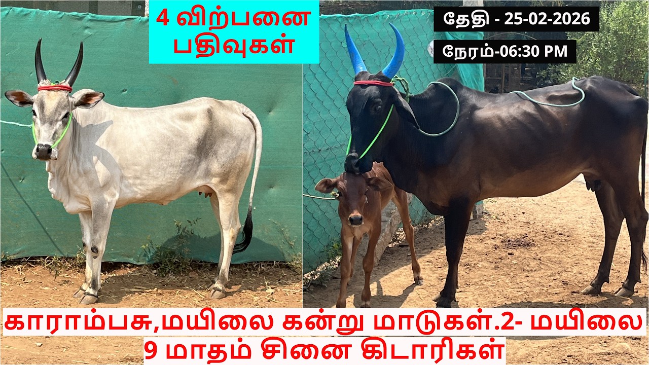 4-விற்பனை பதிவுகள்.காராம்பசு,மயிலை கன்று மாடுகள்.2- மயிலை 9 மாதம் சினை கிடாரிகள்.