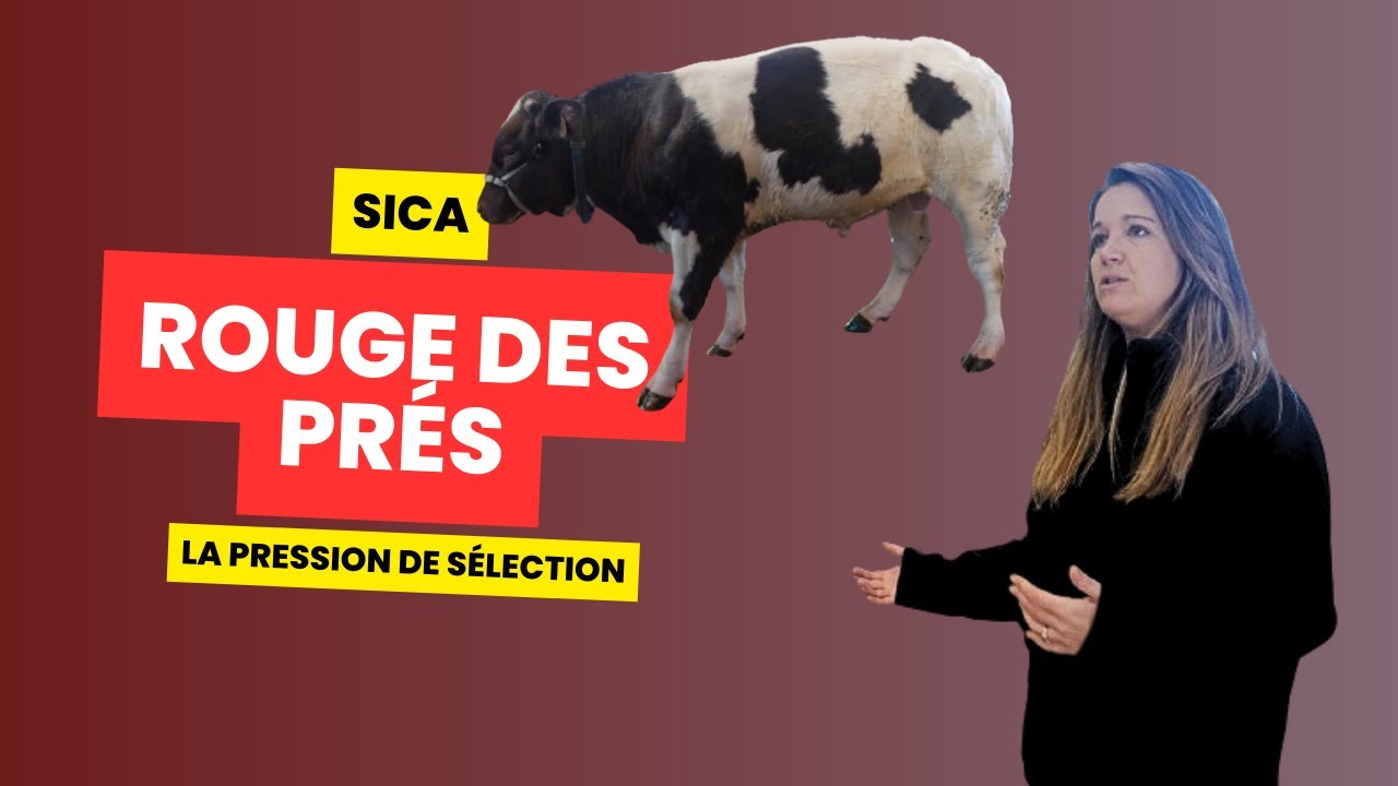 SICA , 