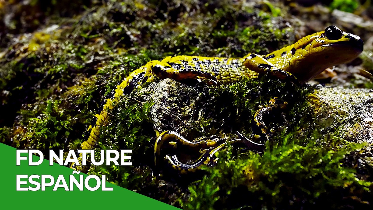 Pequeños Dragones: Salamandras en el Corazón de la Ciudad | Free Documentary Nature - Español