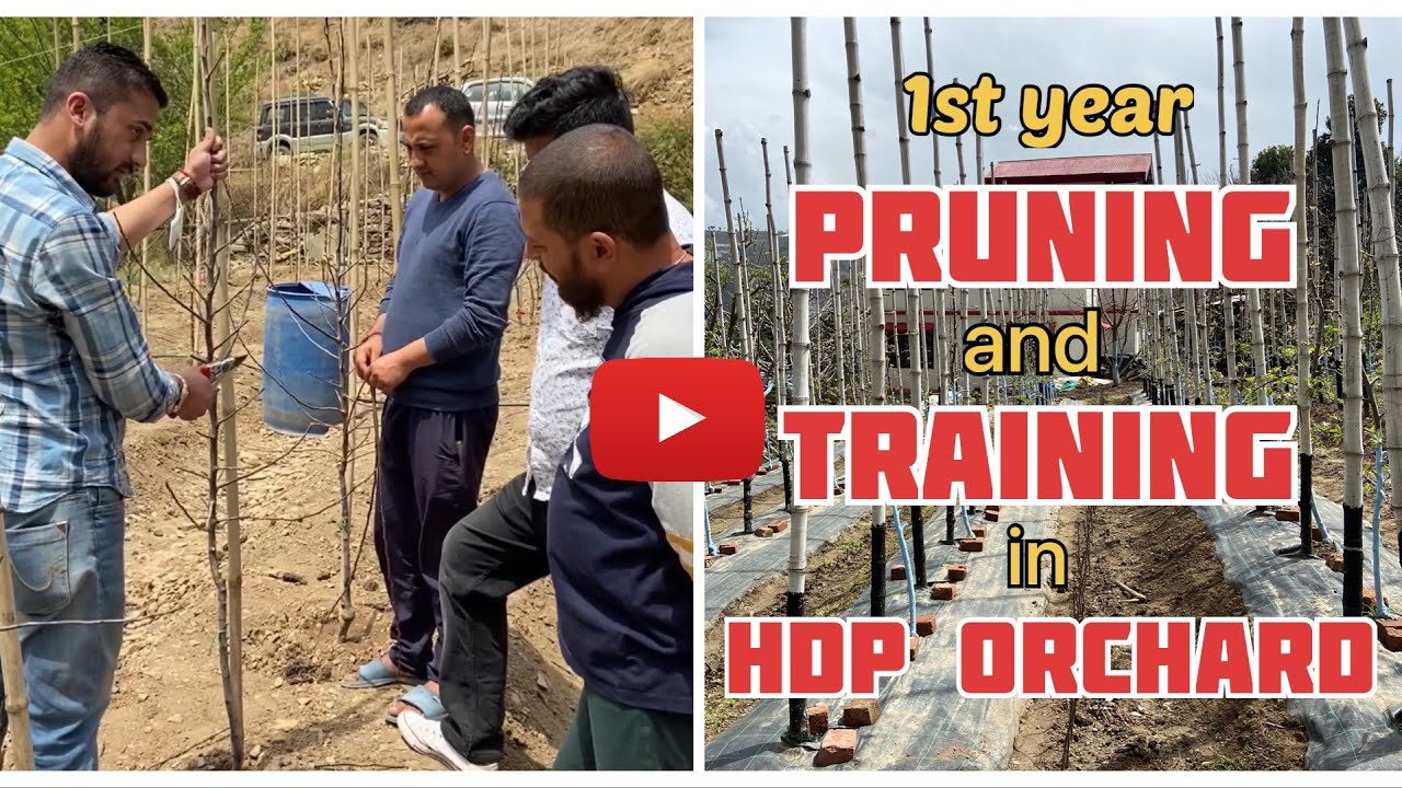 1st Year pruning in HDP Orchard by Avnish Chauhan