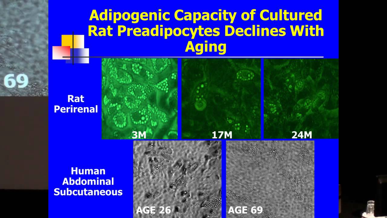 SENS5 - Aging, Adipose Tissue and Cellular Senescence
