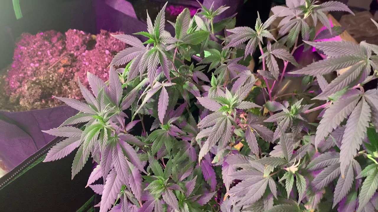 Grow room updates! Opulence, wonderbrett and more on the way!