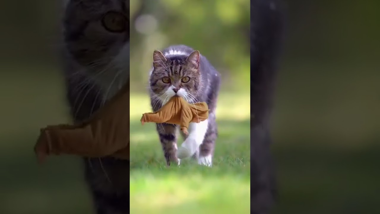 #short  😲Beautiful Cat and Pillu 😱 #cat #pillu