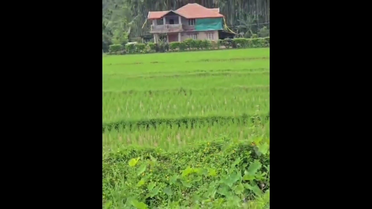 paddy field's #farming #agrifuture #2025 #rice #agronomy solutions(agriculture is our culture)