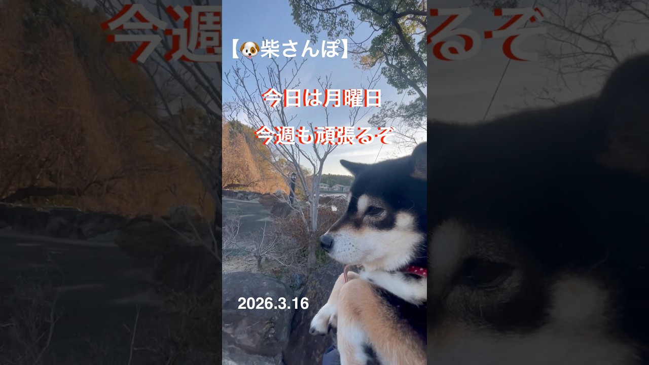 【今日は月曜日,今週も頑張るぞ】🐶【柴さんぽ】（26.3.16）【しあわせを知った柴犬のお話し】