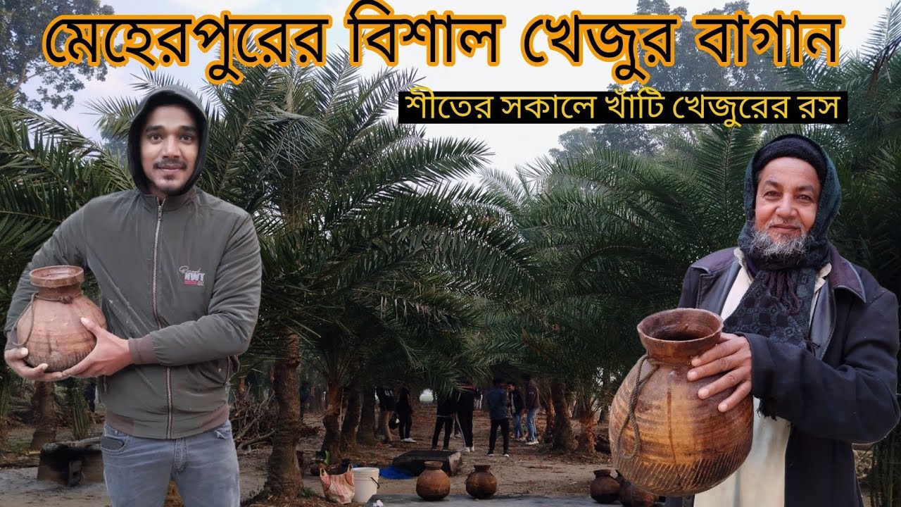 মেহেরপুরের বিশাল খেজুর বাগান 🌴 শীতের সকালে খাঁটি খেজুরের রস 🥛
