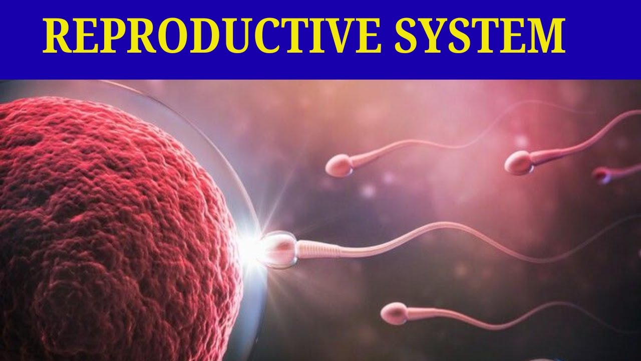 Part 9: Reproductive system/ስርአተ ተዋልዶ