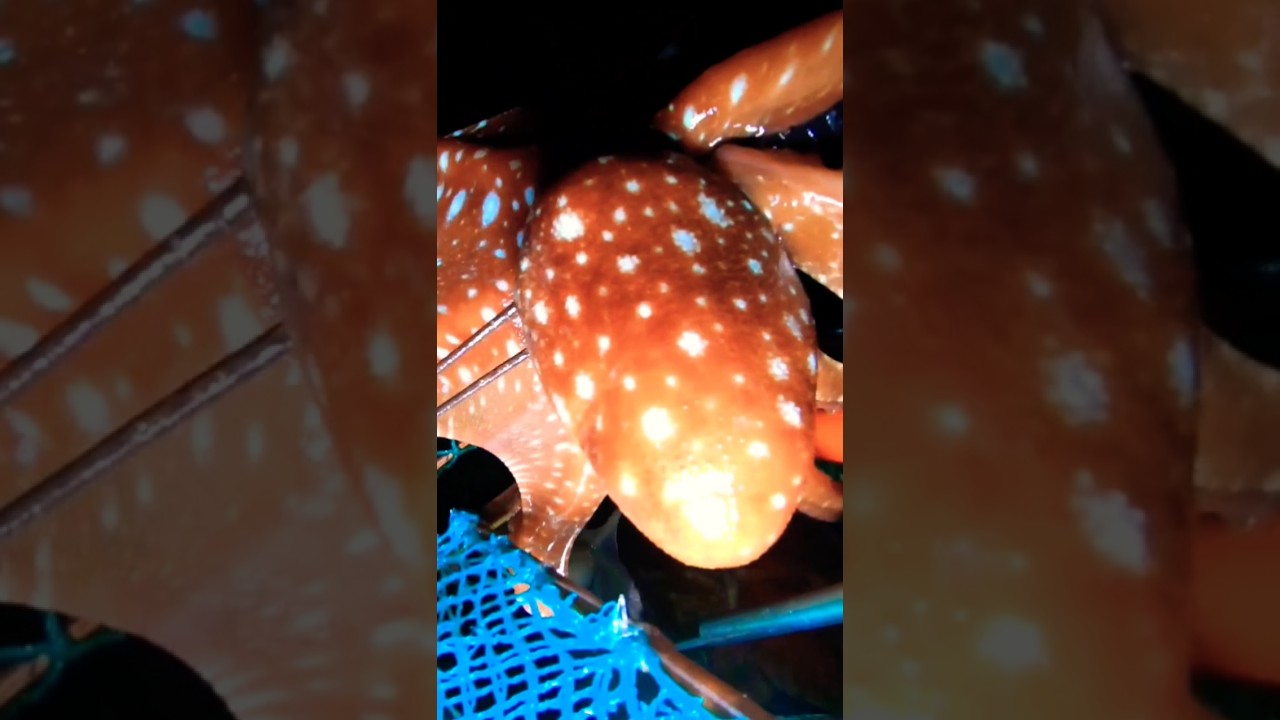 ACTUAL FISHING IN THE PHILIPPINES, CATCHING OCTOPUS A NIGHT DIVING ADVENTURE,#shorts #fishingph