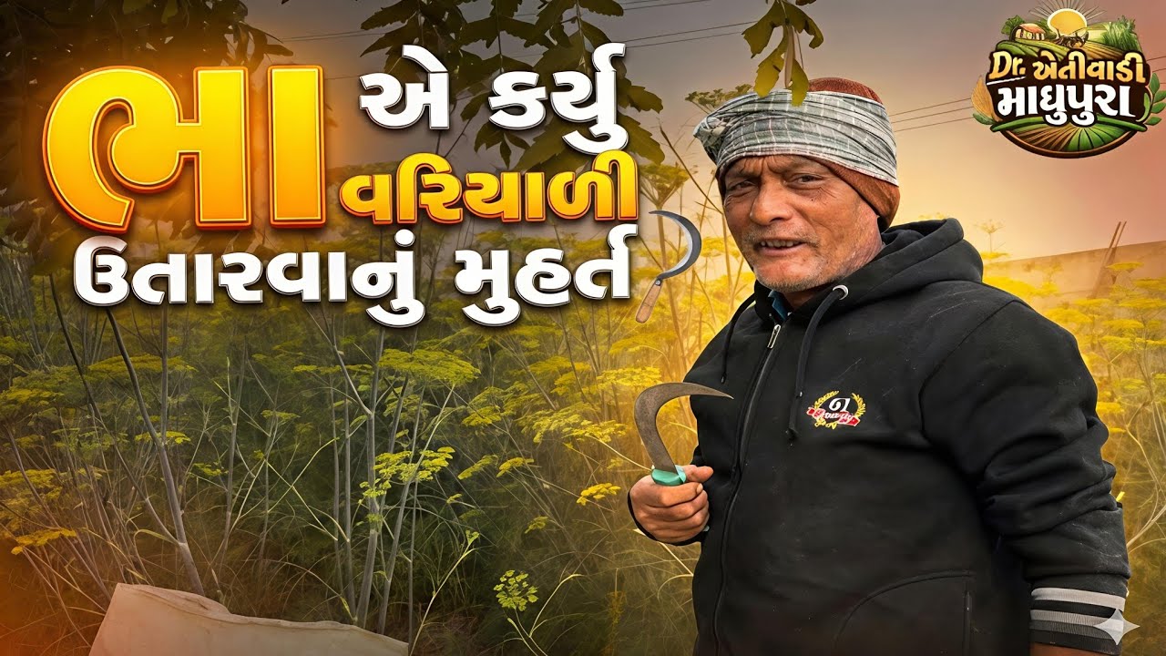 ભા એ કર્યું વરિયાળી ઉતારવાનું મુહર્ત 🌾 | Variyali Farming Vlog | Dr. ખેતીવાડી માધુપુરા 