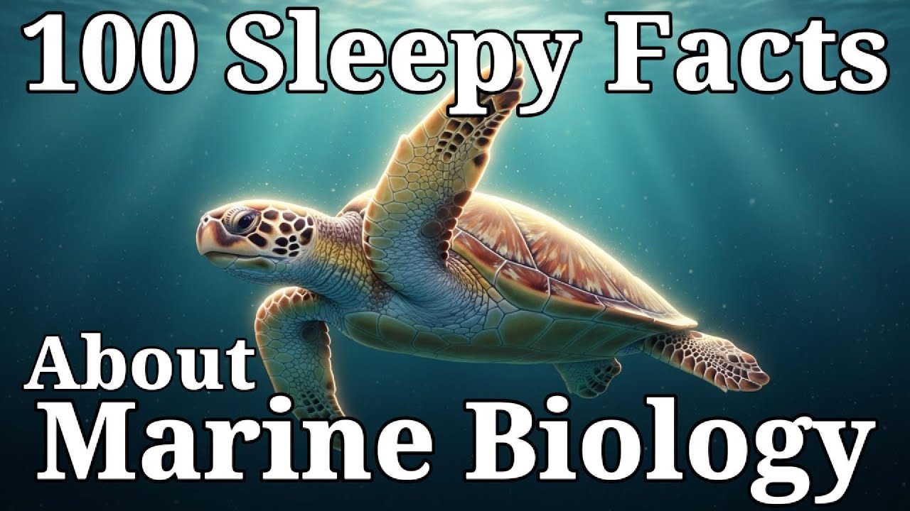 The Most Relaxing Facts About Marine Biology to Fall Asleep To
