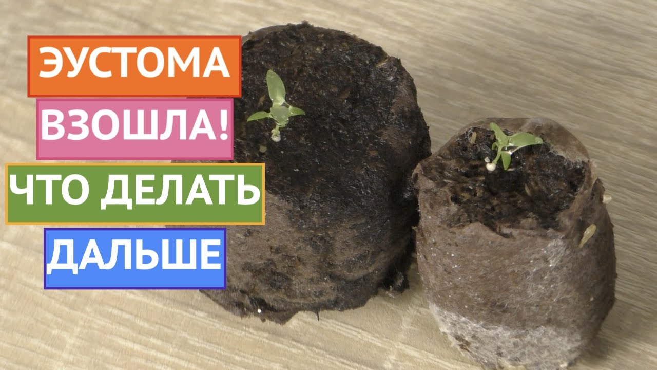 ЧТО ДЕЛАТЬ С ЭУСТОМОЙ ПОСЛЕ ВСХОДОВ! УСКОРЯЕМ РОСТ!
