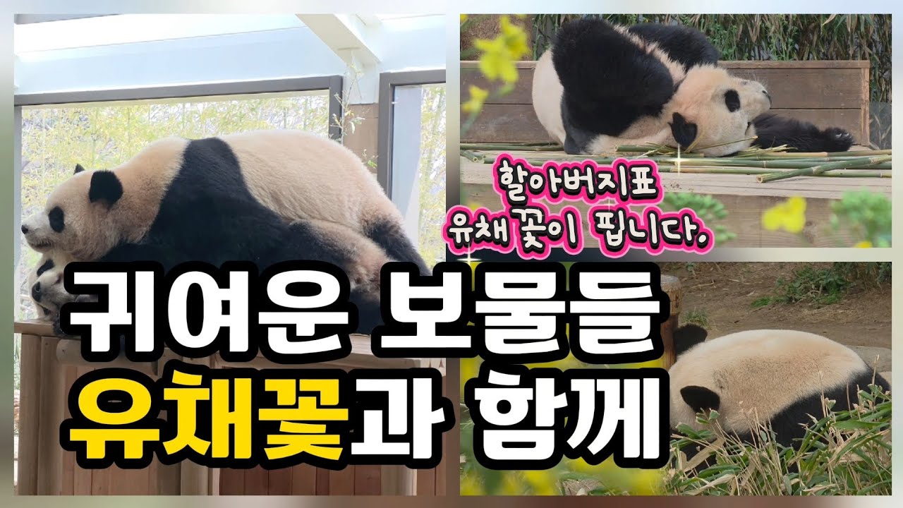 🗓20260304 바오패밀리 🎦귀여운 보물들 유채꽃과 함께 | 루이 물놀이🎦 💕🐼러바오🐼아이바오🐼루이바오🐼후이바오💕