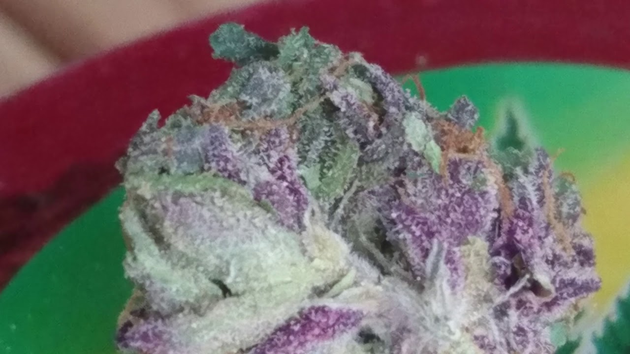 Purple gorilla bomb 💣 👌🌿