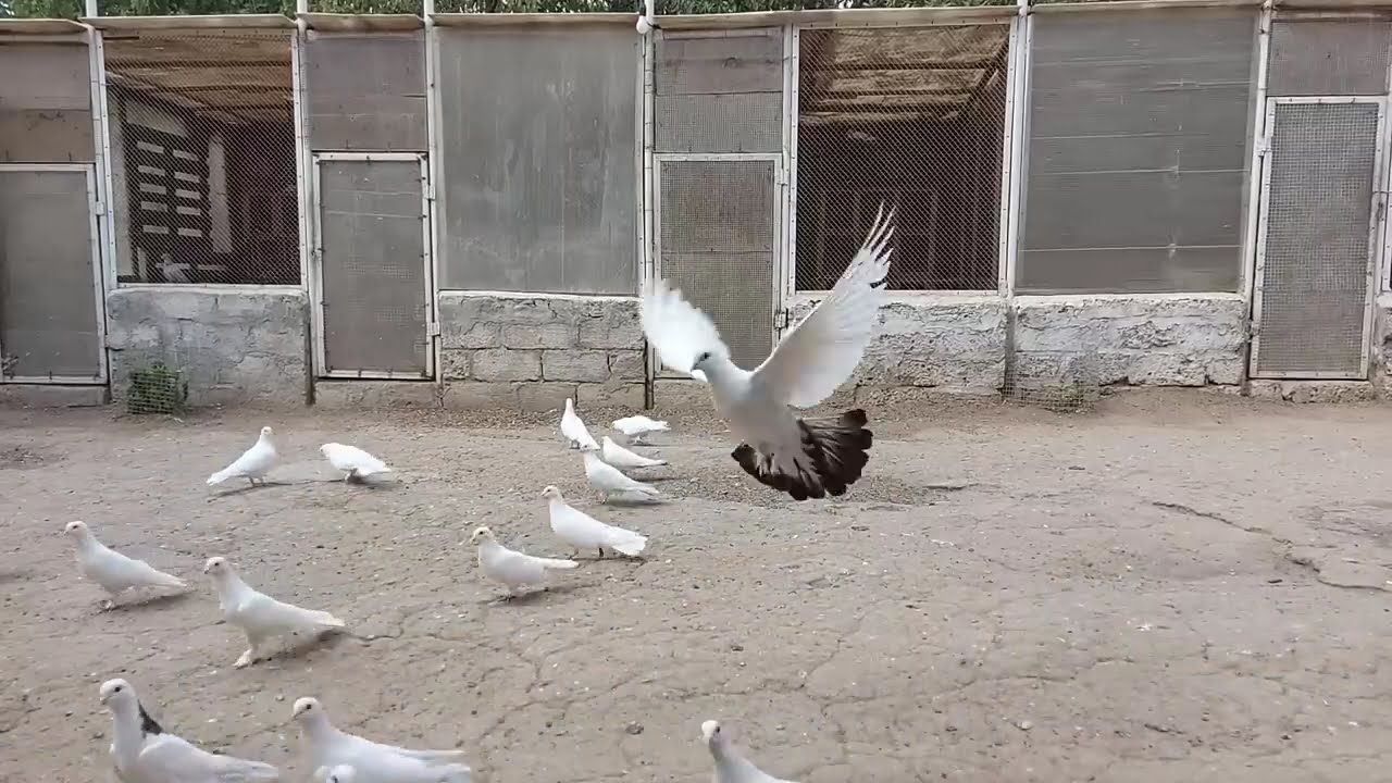 Maştağalı VAQİF əminin tarixi qızıl söhbətləri (1 hissə) 2021il / Ассоциация голубей Азербайджана