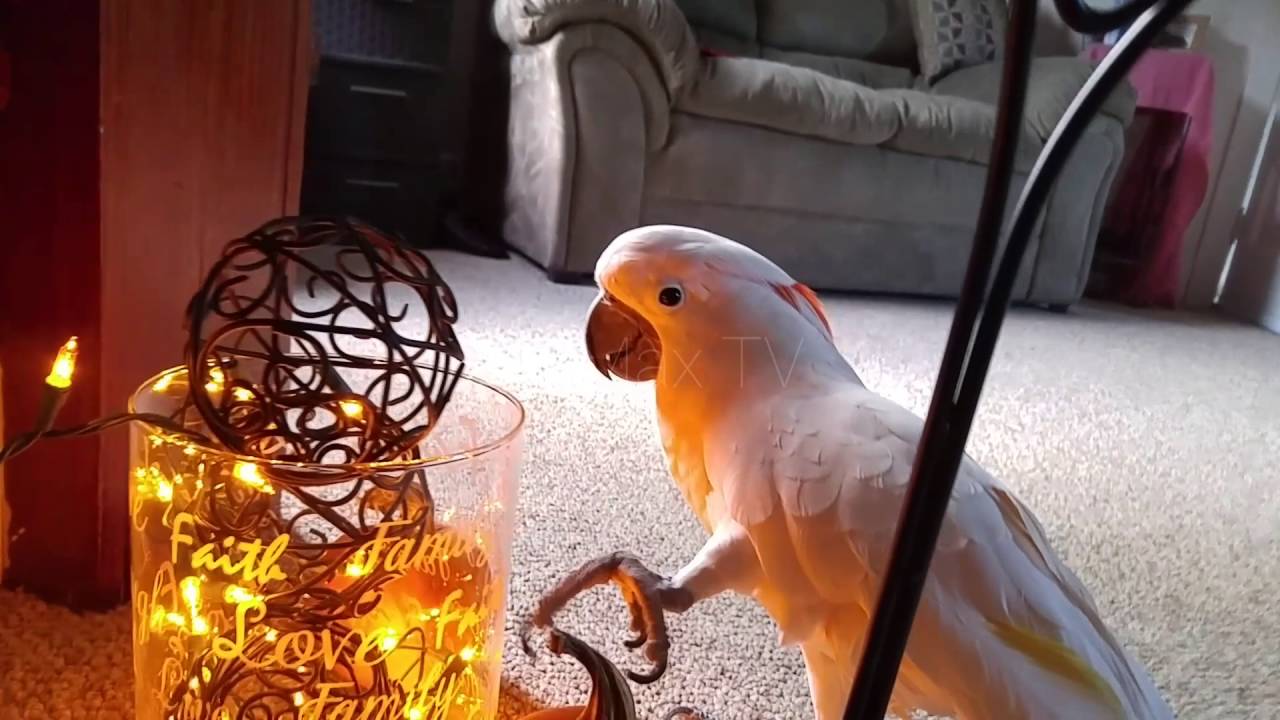 *Volume Alert* Max Finds My Shoes