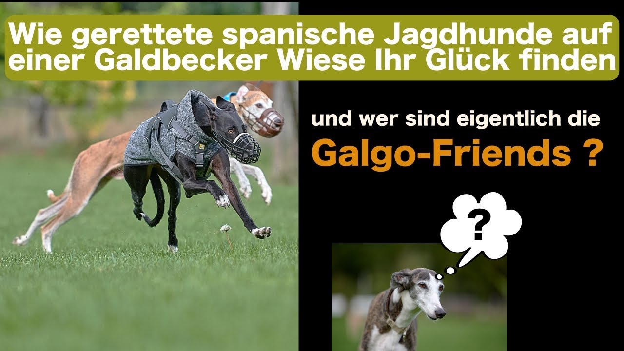 Wie gerettete Hunde auf einer Galdbecker Wiese bei den Galgo-Friends Ihr Glück finden