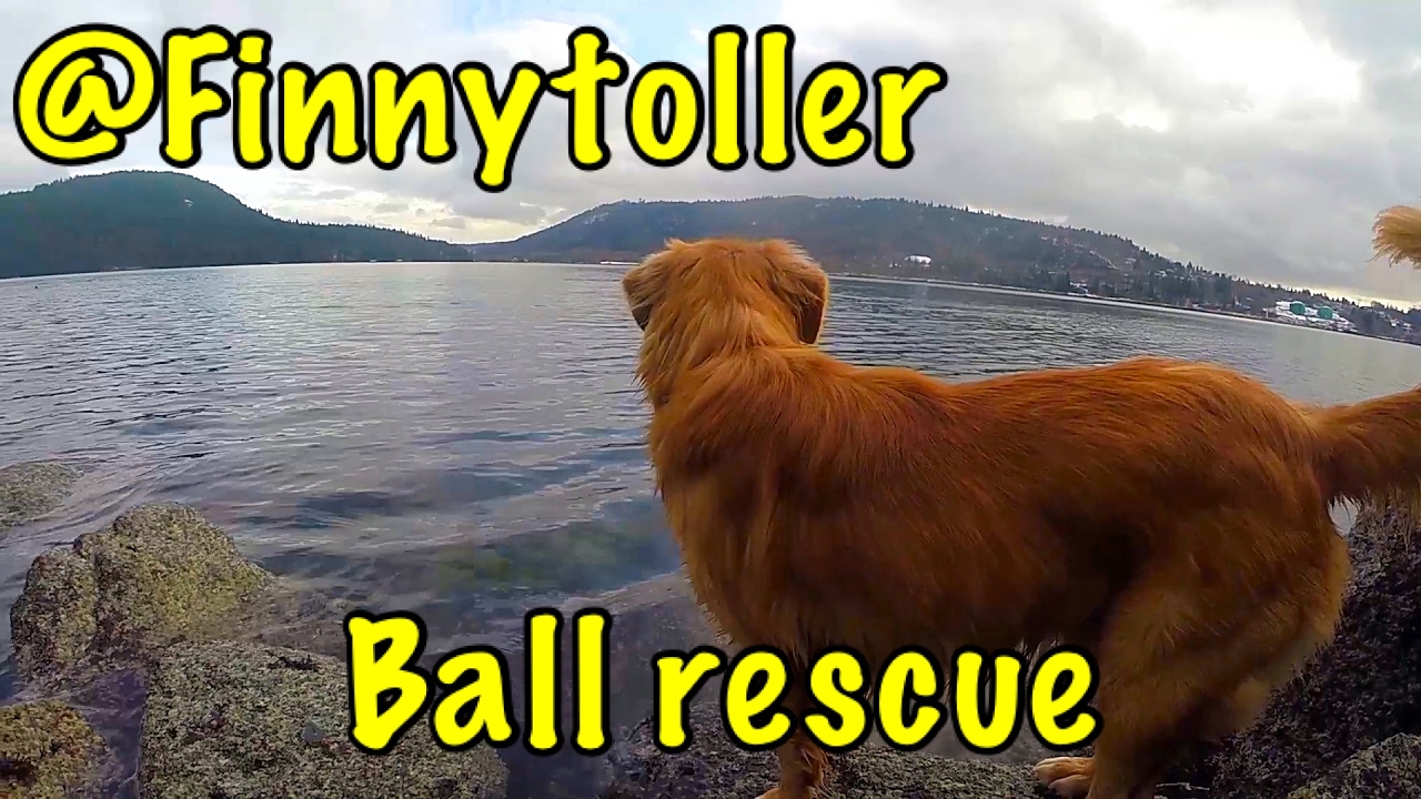 Nova Scotia Duck Toller - Ball Rescue