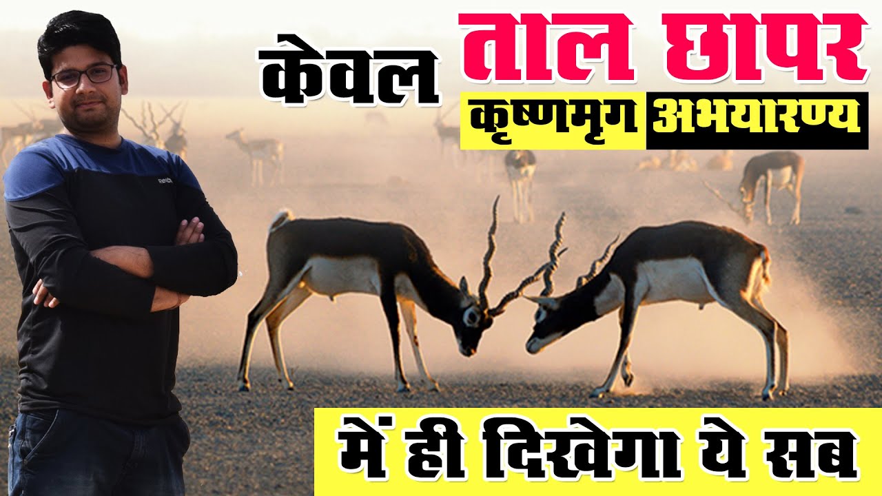 ताल छापर की रोचक यात्रा | Wild Life of Tal Chhapar Sanctuary, Churu Rajasthan