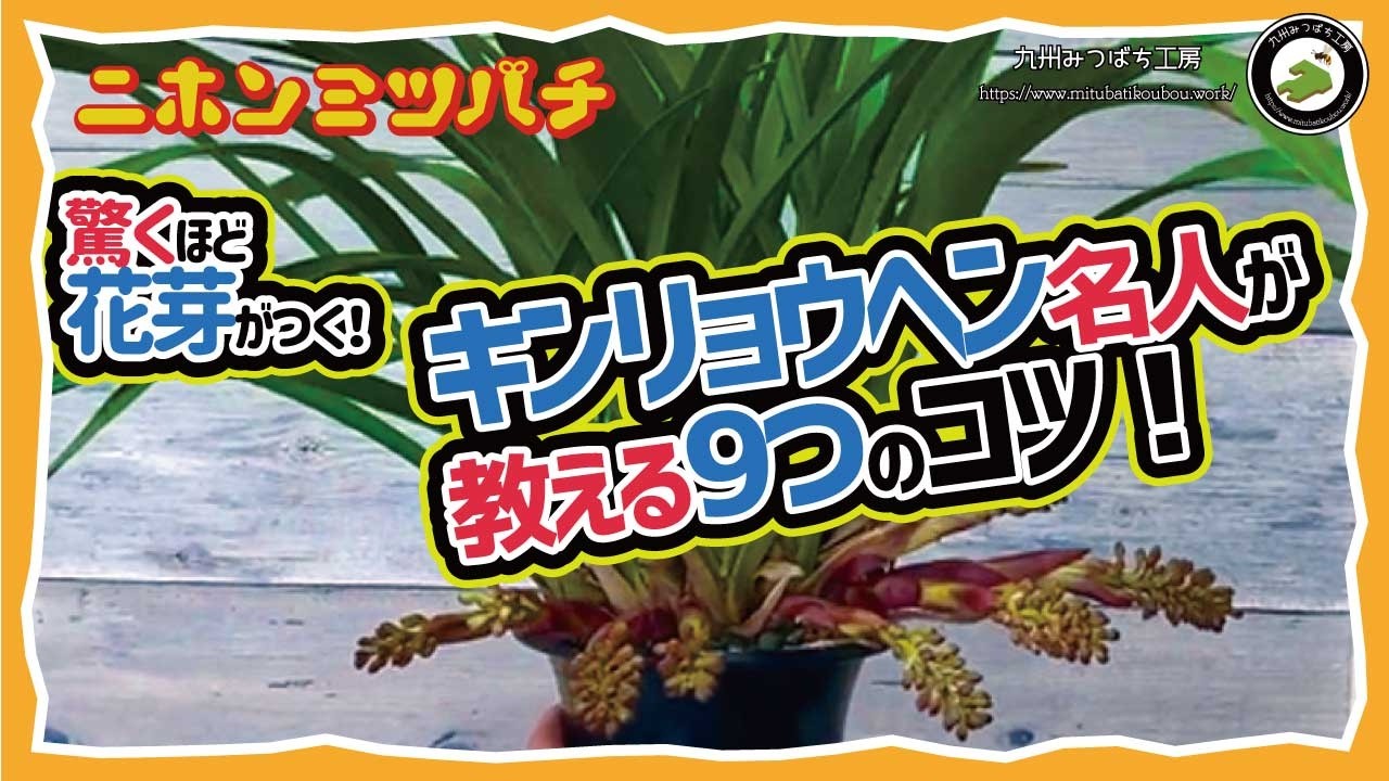 「驚くほど花芽がつく！キンリョウヘン名人が教えるコツ」日本みつばちの養蜂 How to Beekeeping