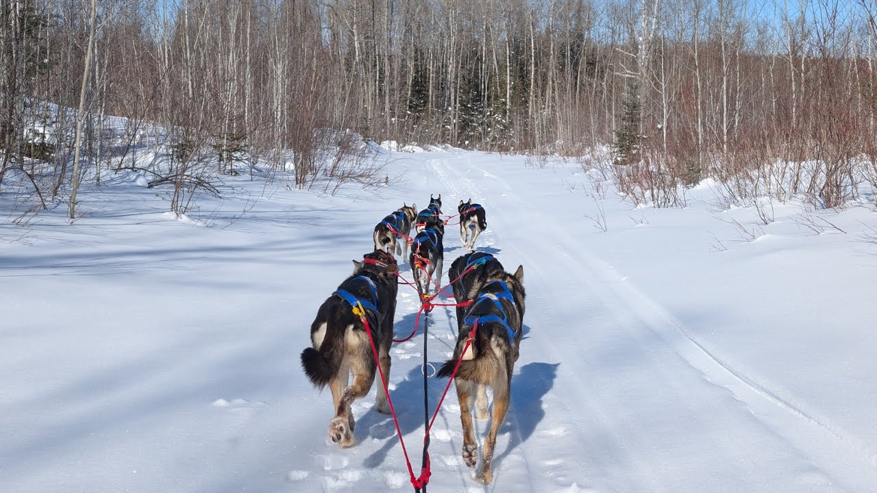 1 Hour of Sled Dogs Running | Northern Ontario 4K Slow TV | Hundeschlitten Abenteuer