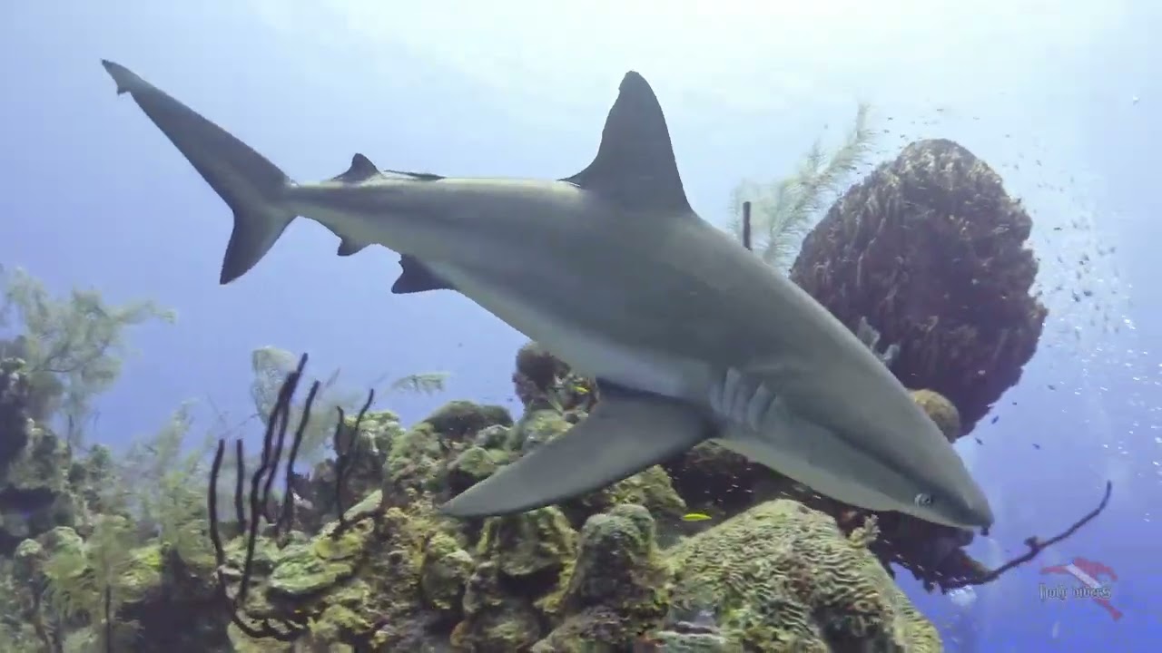 Buceo Belice 2023
