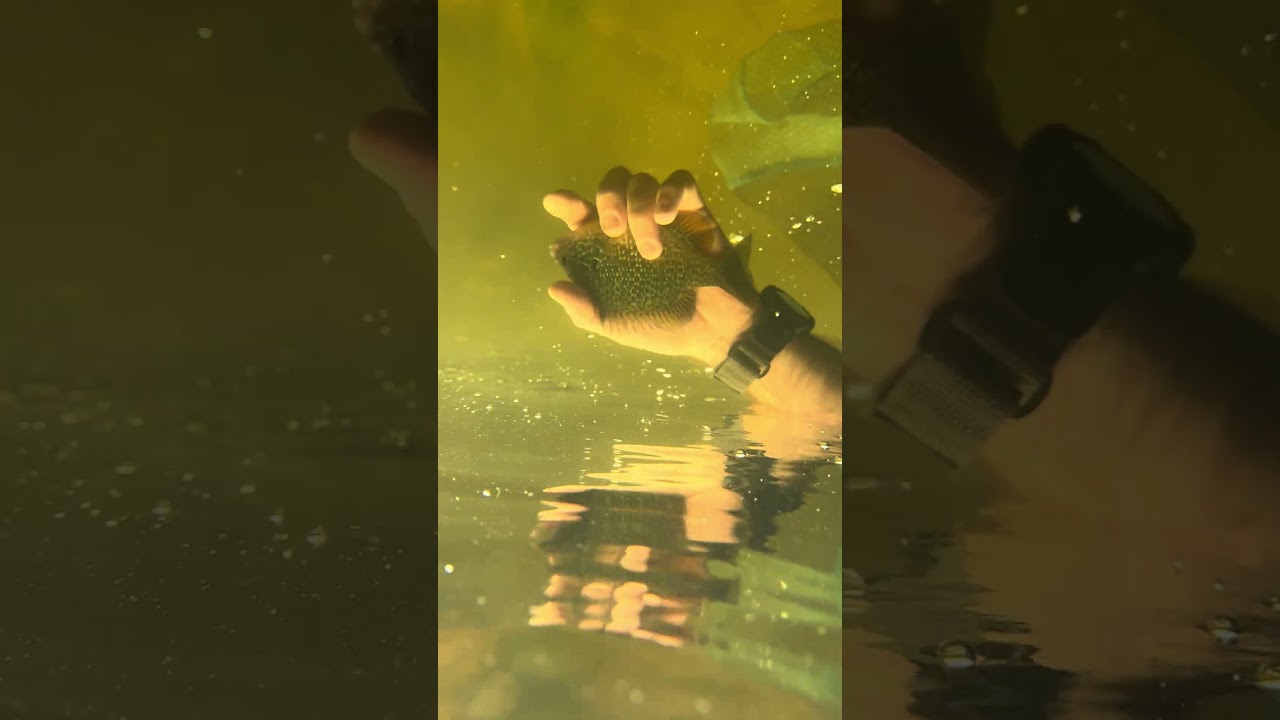 #fishing #sports #baby #fish #new #nature #animals #video