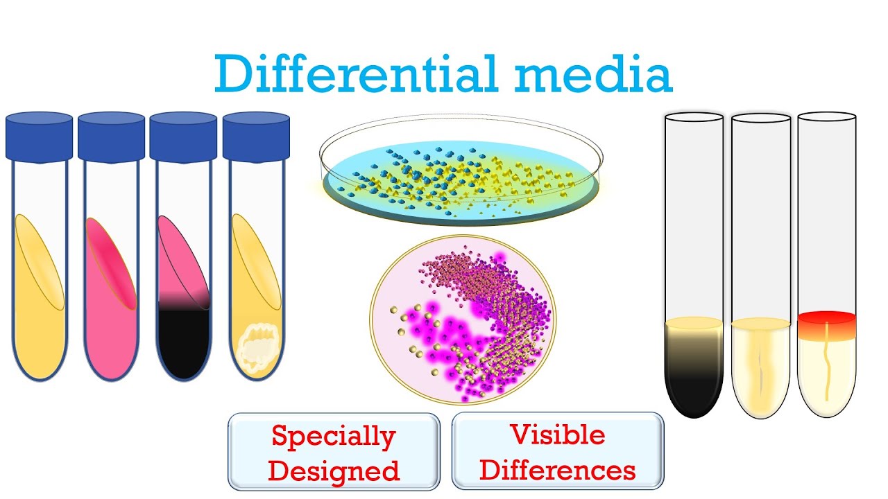 Differential Media in Microbiology
