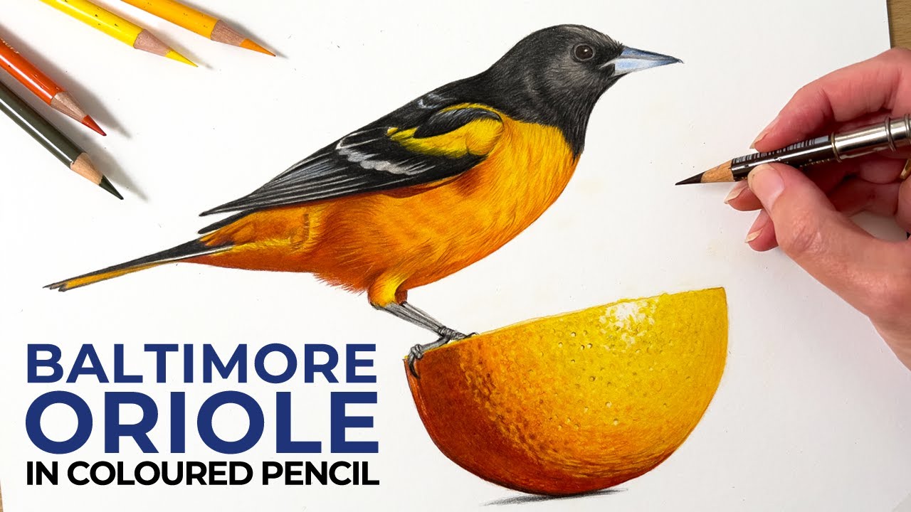 Drawing A Baltimore Oriole In Colored Pencil | Timelapse