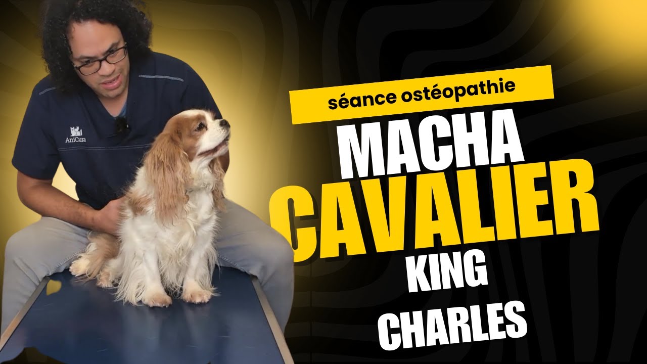 Une séance d'ostéopathie pour Macha un cavalier king charles