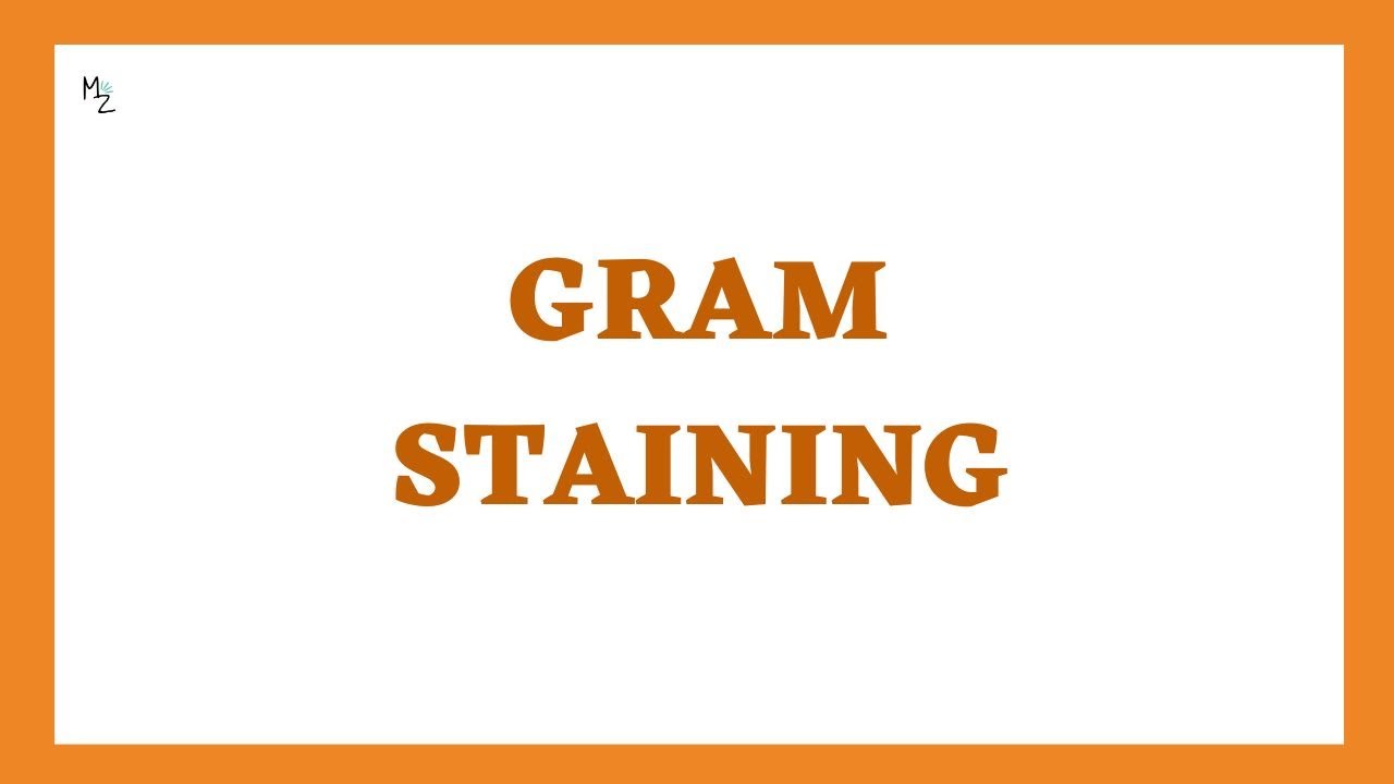 What is Gram Staining Procedure? | Gram Stain Updated Version | Gram Staining Technique