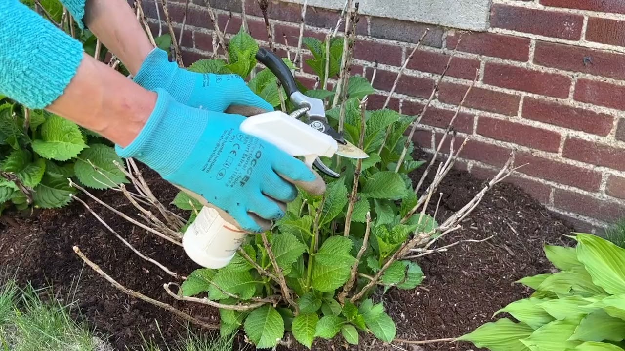 How to Care for Bigleaf Hydrangea after Harsh Winter