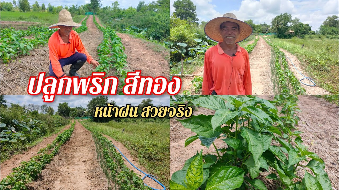 ปลูกพริกพันธุ์สีทอง หน้าฝนราคาดี พร้อมแนะนำวิธีป้องกันโรคพริกง่ายๆ ดูแลรักษาต้นสวยงาม ช่วงปลูก1เดือน